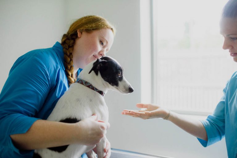 Dog Tick Paralysis Prevention Pacific Vet Care