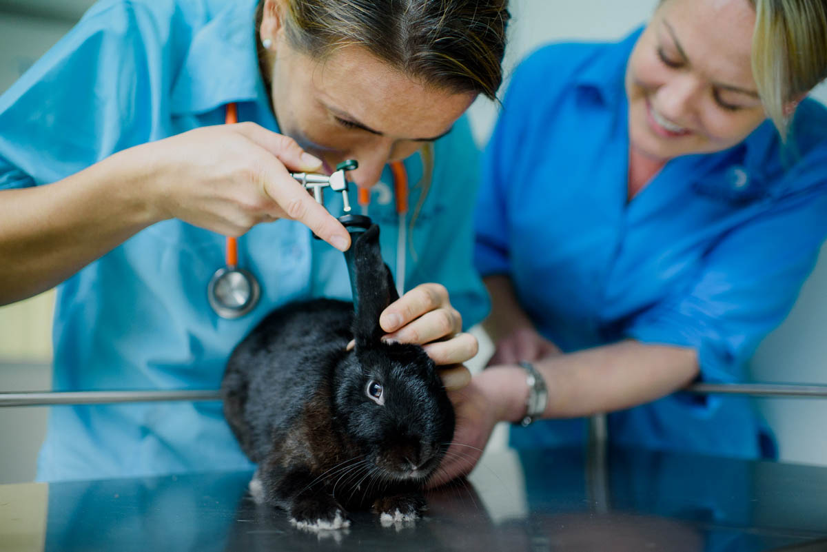 Pacific Vetcare Providing All Veterinary Services For Your Exotic Animals