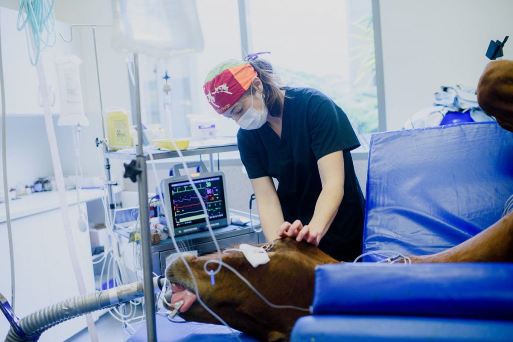 Horse Surgery Pacific Vet Care