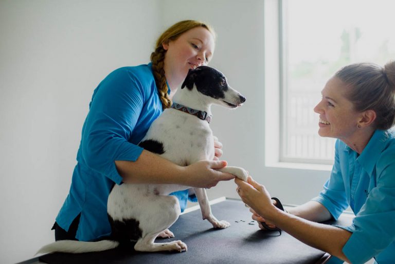 Grooming Pacific Vet Care