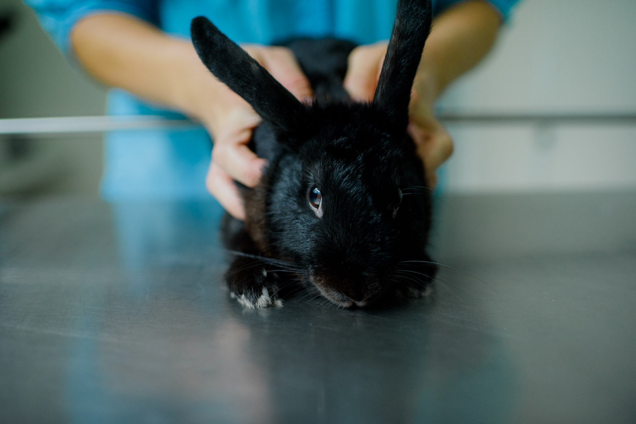 rabbits-vaccinations-pacific-vet-care