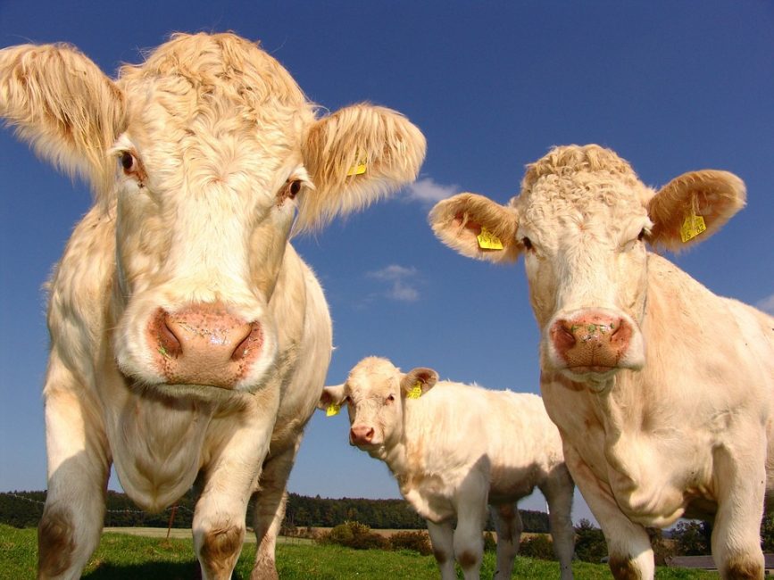 Lame cow - Pacific Vet Care